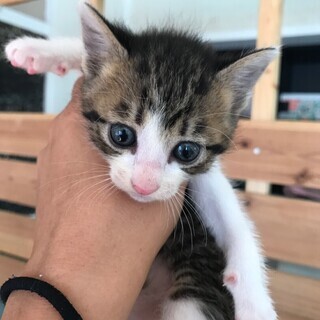 食欲旺盛!ガッツあり!キュートな女の子 − 兵庫県