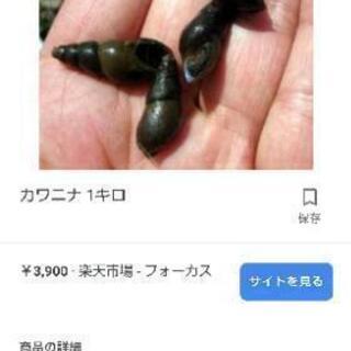 カワニナ、水槽の掃除にどうですか⁉️