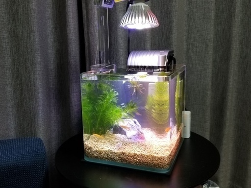 ミニメダカ水槽差し上げます 引き取りに来られる方 Shu 鹿沼のその他の中古あげます 譲ります ジモティーで不用品の処分 ミニメダカ水槽差し上げます 引き取りに来られる方 Shu 鹿沼のその他の中古あげます 譲ります ジモティーで不用品の処分