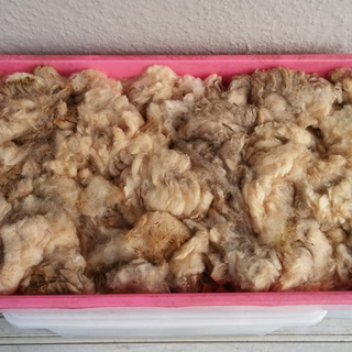 洗っていない羊毛が約４キログラム、引き取りのみ。