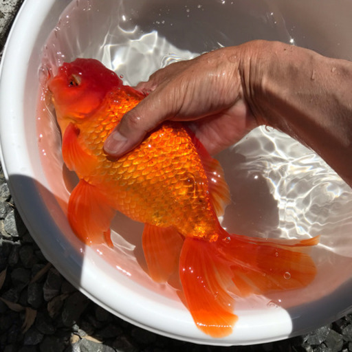 大型金魚 ジャンボ獅子頭(28cm)売ります。