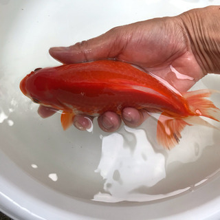 その他 大型金魚 ジャンボ獅子頭(20cm)売ります。