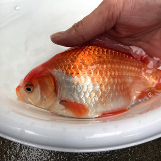 その他 大型金魚 ジャンボ獅子頭(20cm)売ります。