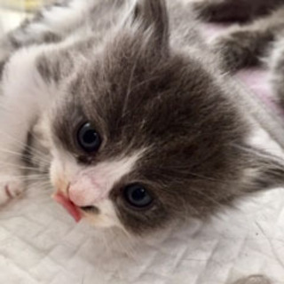 ６月生まれ☆ミヌエットの子猫ちゃん − 茨城県