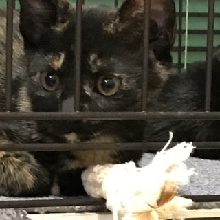 2匹の子猫の里親募集クロとサビ柄 (猫汁水産) 東富山の猫の里親募集 