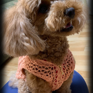 愛犬のための小型犬服 編み物教室紹介  ８／１７ − 愛知県