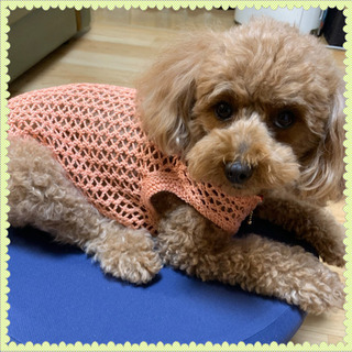 愛犬のための小型犬服 編み物教室紹介  ８／１７ - 岡崎市