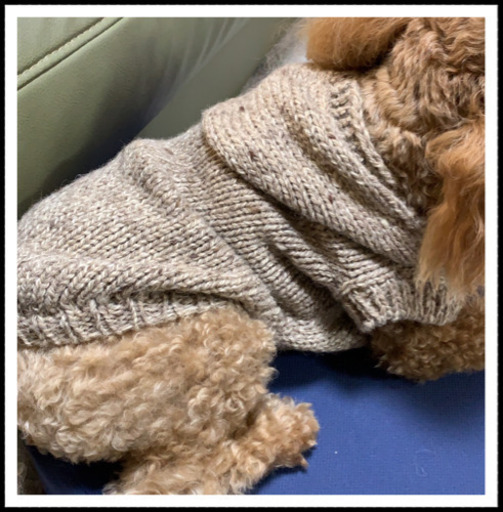 愛犬のための小型犬服 編み物教室紹介 ８ １７ Niko Chan 岡崎の編み物の生徒募集 教室 スクールの広告掲示板 ジモティー