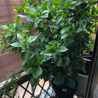 【大株】ハイビスカスお譲りします※値引き可能 大株】ハイビスカスお譲りします※値引き可能