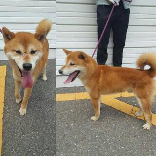 【保健所収容】フレンドリーな柴犬（オス川部町）