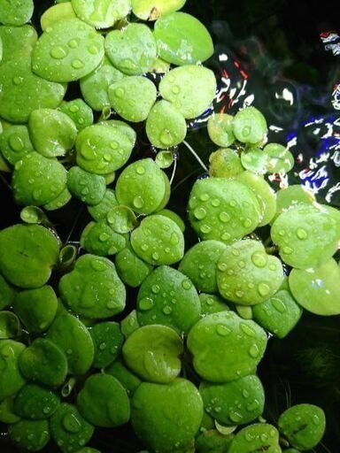 値下げ 水草マツモ 浮き草アマゾンフロッグビット 陽光えび 海老名のその他の中古あげます 譲ります ジモティーで不用品の処分