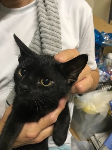 2匹の子猫の里親募集クロとサビ柄 猫汁水産 東富山の猫の里親募集 ジモティー 2匹の子猫の里親募集クロとサビ柄 猫汁水産 東富山の猫の里親募集 ジモティー