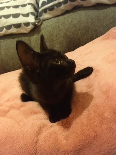 お耳が大きい黒トラの女の子 あさん 長崎の猫の里親募集 ジモティー お耳が大きい黒トラの女の子 あさん 長崎の猫の里親募集 ジモティー