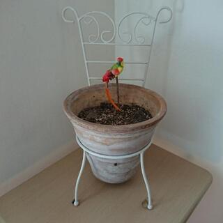 テラコッタ植木鉢と椅子の置物、とりオブジェ付き