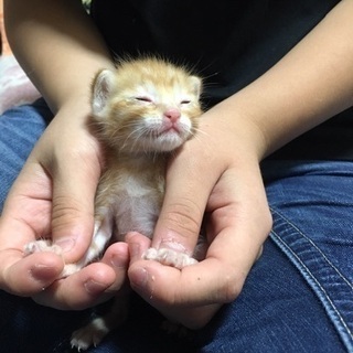 子猫の里親様募集！【里親様決定しました】