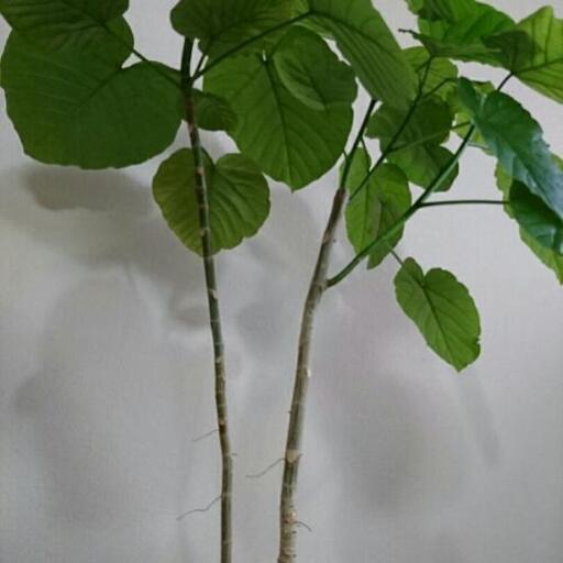 フィカス ウンベラータ 2本立て 観葉植物 タジマット 中書島のその他の中古あげます 譲ります ジモティーで不用品の処分 フィカス ウンベラータ 2本立て 観葉植物 タジマット 中書島のその他の中古あげます 譲ります ジモティーで不用品の処分