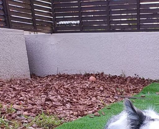 バークチップ　ウッドチップ　犬の脚に優しい刺さらないタイプです。