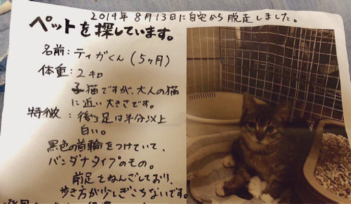 見つかりました 迷子のキジトラ猫探してます 西東京市 カリン 地域猫の会 花小金井の手伝って 助けての助け合い ジモティー