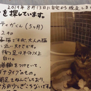 【見つかりました！】迷子のキジトラ猫探してます【西東京市】