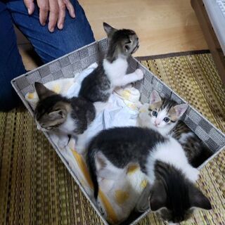 生後1ヶ月　4匹の子猫ちゃん - 東温市