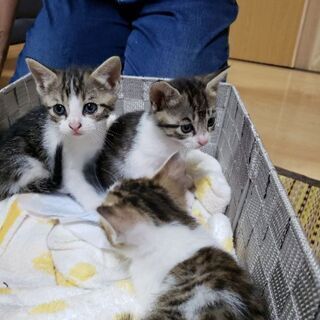生後1ヶ月　4匹の子猫ちゃん - 猫