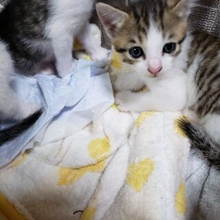 生後1ヶ月　4匹の子猫ちゃん − 愛媛県