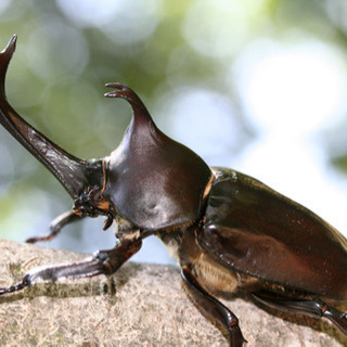 カブトムシ  千葉県九十九里周辺  (東金市、長生郡、茂原市他)