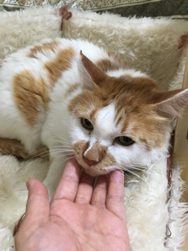 ほのぼのみぃ君12才 Harutyan 東戸塚の猫の里親募集 ジモティー ほのぼのみぃ君12才 Harutyan 東戸塚の猫の里親募集 ジモティー