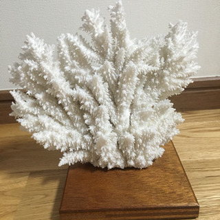 サンゴ 珊瑚 置物 インテリア 水槽 白
