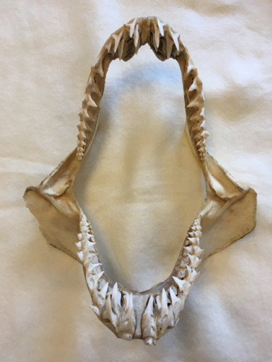 【中古】サメの歯 7,500