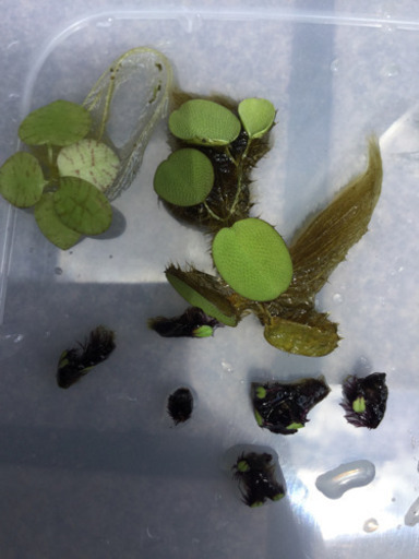 水草 浮き草各種 絶滅危惧イチョウ浮き苔 オオサンショウモ フロッグピット ぽっぽやん 新水前寺のその他の中古あげます 譲ります ジモティーで不用品の処分