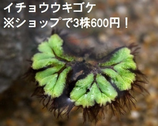 水草 浮き草各種 絶滅危惧イチョウ浮き苔 オオサンショウモ フロッグピット ぽっぽやん 新水前寺のその他の中古あげます 譲ります ジモティーで不用品の処分