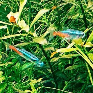 中古ネオンテトラが無料 格安で買える ジモティー