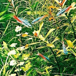 ネオンテトラ 10匹 アクアリウム 熱帯魚 水槽 水草 レイアウト インテリア ジモティーアクア 宮之阪のその他の中古あげます 譲ります ジモティーで不用品の処分