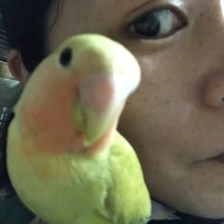 オキナインコの里親を探しています 春野 橿原のその他の里親募集 ジモティー