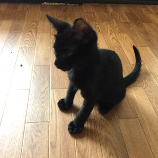生後2カ月の黒猫