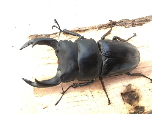 能勢YG オオクワガタ イベント用 4ペア