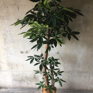 人工観葉植物 光触媒 パキラ183センチ