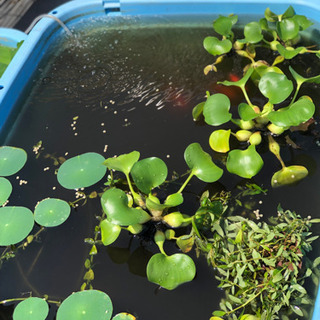 増えすぎた水草