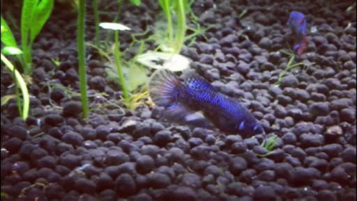 鯉ベタ系 ベタの稚魚 ぽるむら 八王子のその他の中古あげます 譲ります ジモティーで不用品の処分 鯉ベタ系 ベタの稚魚 ぽるむら 八王子のその他の中古あげます 譲ります ジモティーで不用品の処分