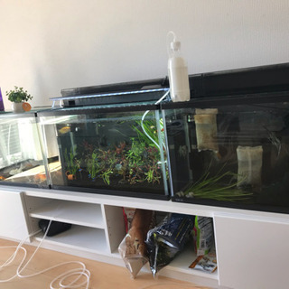 熱帯魚 水槽 取り引き中 熱帯魚 水槽 取り引き中 【公式通販】