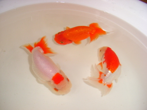 金魚-上物らんちゅう　１８日　最終日　２匹で７０００円