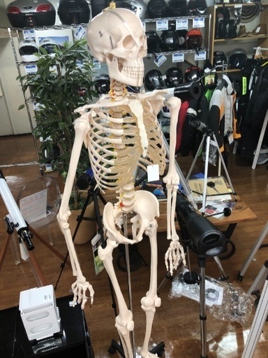 人体模型 スタンド付き