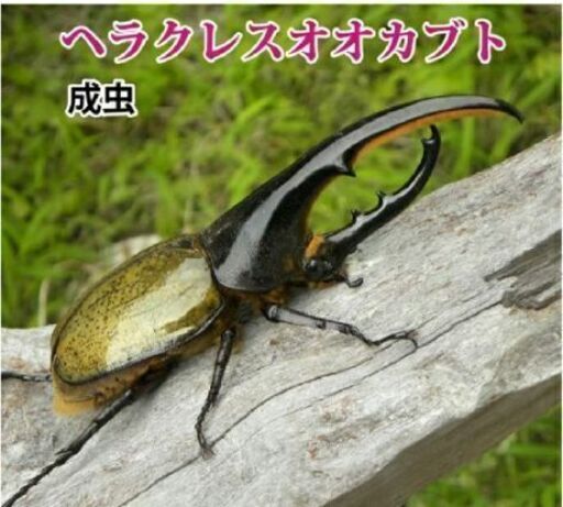 大型ヘラクレスオオカブト成虫♂　ヘラクレスヘラクレス