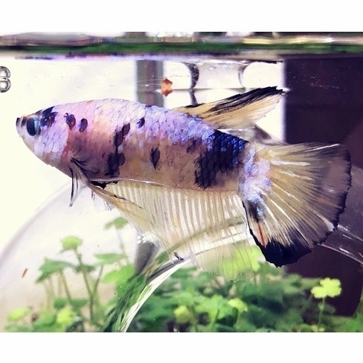 ベタ フルムーンオス プラカットオス 小魚 を引き取ってくださる方 ふうせん 白金高輪のその他の中古あげます 譲ります ジモティーで不用品の処分