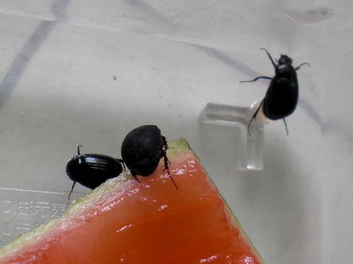 小型のコガネムシ ビロウドコガネなど 雌雄不明 自由研究 観察用 飼育用昆虫 あせいあん さいたまのその他の中古あげます 譲ります ジモティーで不用品の処分