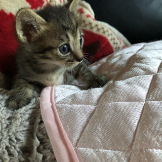 みんな決まりました！ありがとうございます！子猫の里親さん募集！