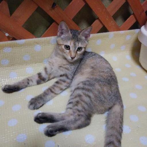 5月生まれ麦わら猫ひとちゃん あゆ 松戸の猫の里親募集 ジモティー