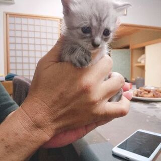 子猫の里親募集です (男の子)