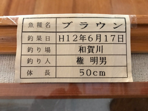 ブラウントラウト☆渓流☆剥製☆50ｃｍ